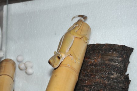 vittatus s vajickami