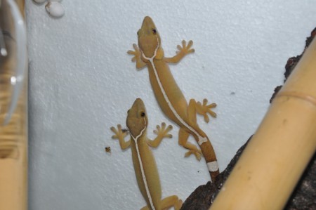 samicka s vapnikovymi kapsami