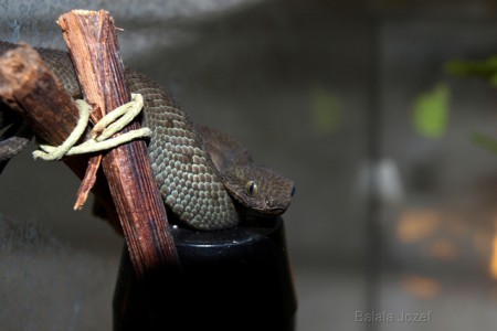 Mláďa Atheris Nitschei