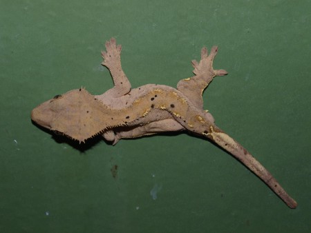 C.ciliatus Dalmatin male