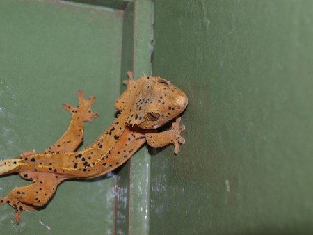 C.ciliatus Red Dalmatin male