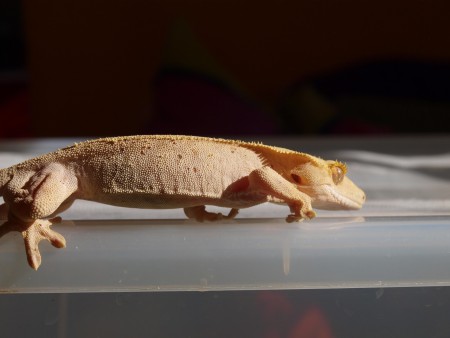 C.ciliatus white male