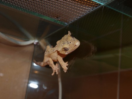C.ciliatus Dalmatin female 6 months old