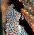 /album/fotogaleria-gekko-gecko/gecko-gekko-jpg1/