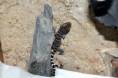 /album/fotogaleria-gekko-gecko/mlada-web-jpg/