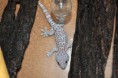 /album/fotogaleria-gekko-gecko/samec2-web-jpg/
