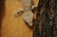 /album/fotogaleria-gekko-gecko/samec3-web-jpg/