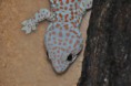 /album/fotogaleria-gekko-gecko/samec-web-jpg1/