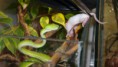 /album/clypterytrops-trimeresurus-macrops/clypterytrops-trimeresurus-macrops2web-jpg/