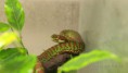 /album/clypterytrops-trimeresurus-venustus/clypterytrops-trimeresurus-venustus1web-jpg/