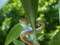 /album/clypterytrops-trimeresurus-venustus/clypterytrops-trimeresurus-venustus2web-jpg/