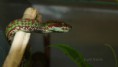 /album/clypterytrops-trimeresurus-venustus/clypterytrops-trimeresurus-venustus3web-jpg/