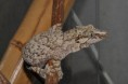 /album/rhacodactylus-auriculatus/dsc-0761-jpg/