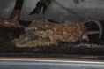 /album/rhacodactylus-auriculatus/dsc-0763-jpg/