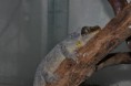 /album/rhacodactylus-auriculatus/dsc-0796-jpg/