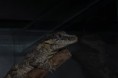 /album/rhacodactylus-auriculatus/dsc-0954-jpg/