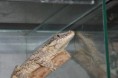 /album/rhacodactylus-auriculatus/dsc-0961-jpg/