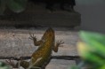 /album/sceropolus-malachiticus/dsc-0740-jpg/