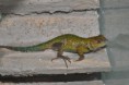 /album/sceropolus-malachiticus/dsc-0775-jpg/