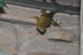 /album/sceropolus-malachiticus/dsc-0780-jpg/